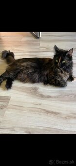 Maine coon - 11