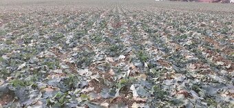 Mzuri ProTill 4T secí stroj- (pásové zpracování půdy) - 11