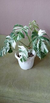 Monstera variegata - 11