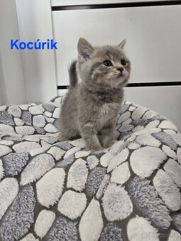 Škótske mačiatka - 11