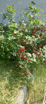 Chatka so záhradou - 11