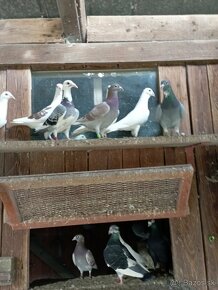 Predám poštové holuby - 11