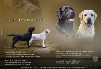 Labrador retriever - 11