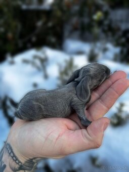 Anglický baranček - 11