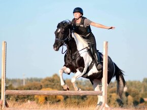 luxusní PAINT HORSE PLEMENÍK, DOUBLE HOMOZYGOT, import - 11