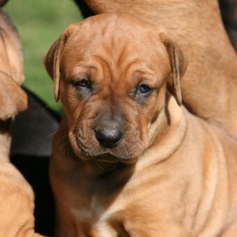 Tosa inu štěnata - přijímáme rezervace - 11