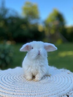 Mini Lop s VP - 11