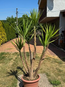 Juka obrovská – Yucca elephantipes (6-kmeňová, cca 180 cm) - 11