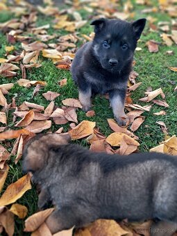 Nemecký ovciak - 11