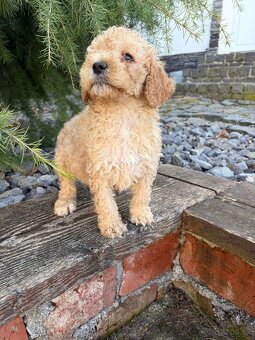 Pudl stredný pudlik - 11