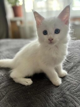 Maine coon mačiatka k odberu - 11