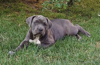 American bully XL, Americký stafordsirsky terier - 11