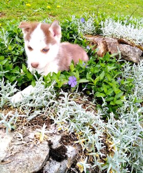 Sibirsky husky hasky - 11
