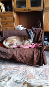 Belgicky ovciak malinois - 11