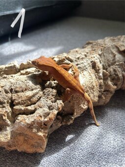 Pagekon riasnatý -  Correlophus ciliatus - 11