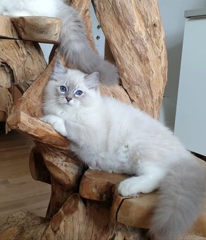 Ragdoll kocourek do chovu - 11