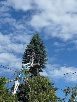 Pílenie stromov, arboristika, výrub stromov, orez stromov - 11