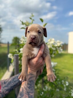 American bully XL/XXL s PP/stafford/pitbull/cane corso - 11
