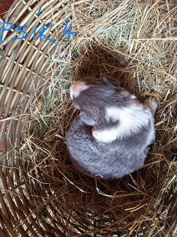 Border kólia šteniatka - 11