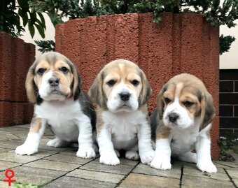 Bígel Beagle Bigl s PP FCI - 11