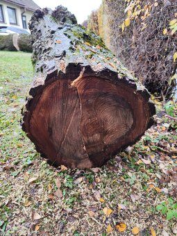 Predám kmene z čerstvo spíleneho stromu - 11