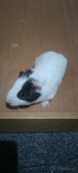 Morské prasiatka - 11