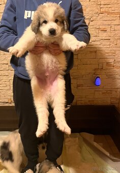 Pyrenejský horský pes - 11