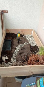 Suchozemska korytnačka Testudo Marginata - 11