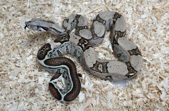 Boa imperator - Normal a Hypo 66% het Sterling VPI - 11