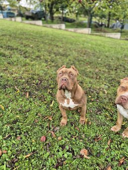 American bully XL - 11