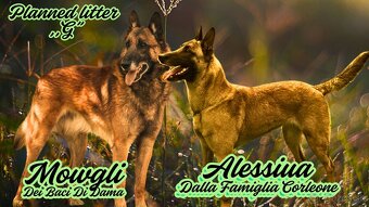 Belgický ovčiak Malinois ,,G” vrh - 11