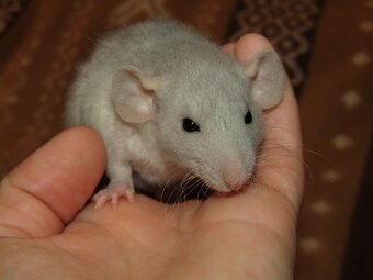 Dumbo, rex - mláďata potkánků s výpisem předků - 11