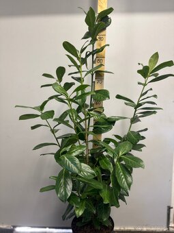 Cervienka Vavrinivec - 11