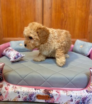 Maltipoo boys male - 11