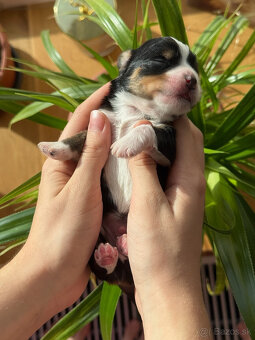 Havanský psík s PP - 11