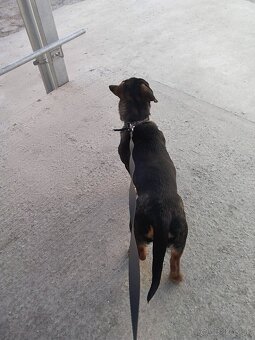 Darujem šteniatko psa - 11