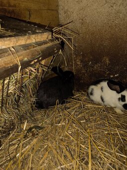 Nemecký obrovity strakač - 11