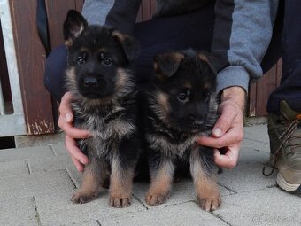 Nemecký ovčiak - 11