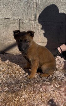 Belgický ovčiak- Malinois - 11