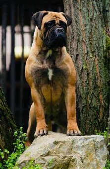 Bullmastiff Steniatko - 11