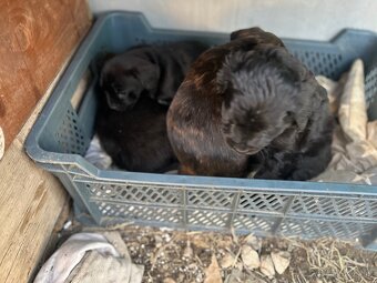 Darujem šteniatka - 11