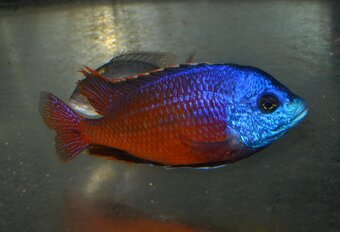 AFRICKÉ CICHLIDY dovoz 9.11 RK-BB - 11