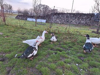 Predám pižmové (čínske) kačice / káčerov - 11