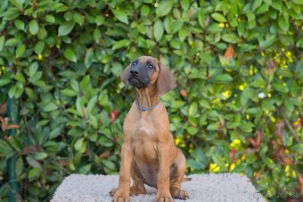Rhodesian Ridgeback šteniatka s PP IHNEĎ K ODBERU - 11