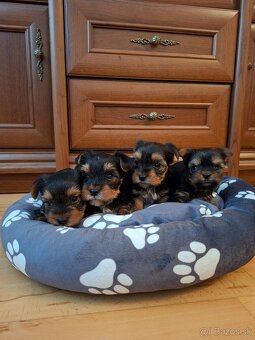 Yorkshirsky terier York - 11