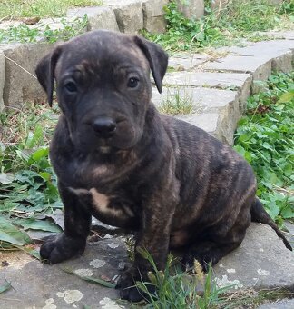 Presa canario, kanárska doga - 11