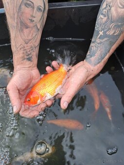 koi kapre - 11