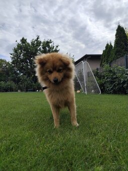 Pomeranian nemecký špic mix. - 11