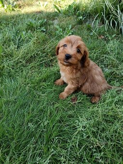 Maltipoo,maltipo - 11
