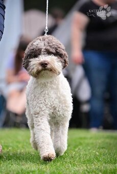 Lagotto romagnolo s PP (italský vodní pes) - 11